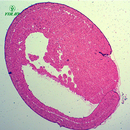 蛙胚胎发育时期切片