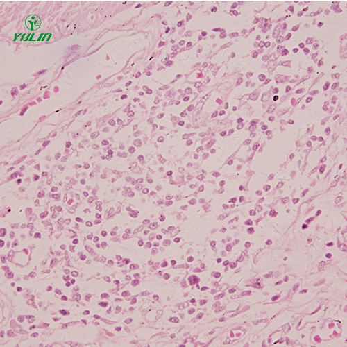 组织学感觉器官显微玻片