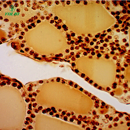 组织学生殖系统显微玻片