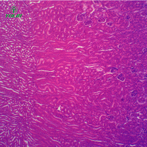 组织学泌尿系统显微玻片