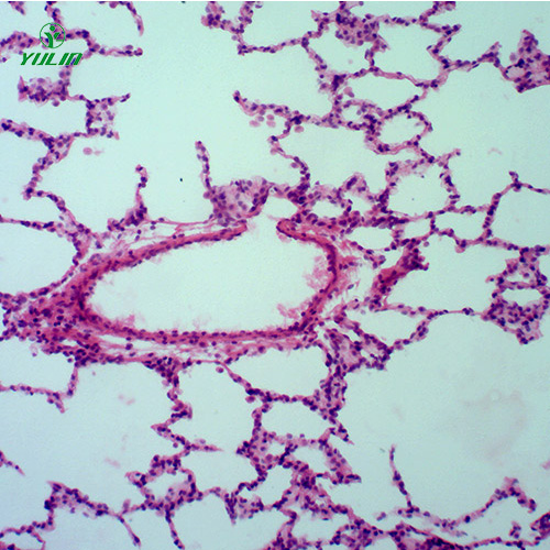 组织学呼吸系统显微玻片