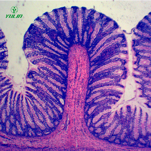 组织学消化系统显微玻片