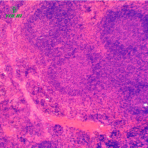 组织学免疫系统显微玻片