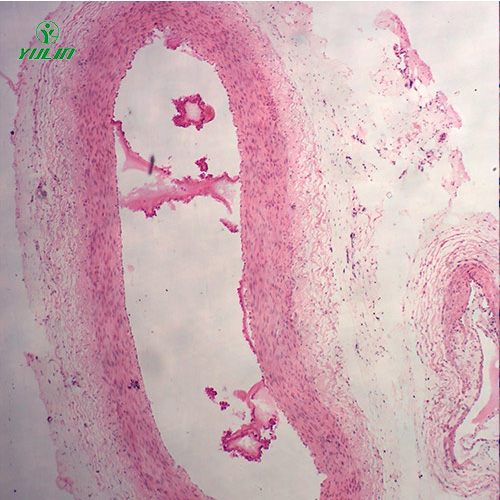 组织学循环系统显微玻片