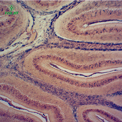 组织学神经系统显微玻片