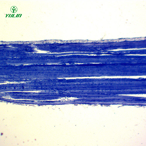 组织学肌肉组织生物切片