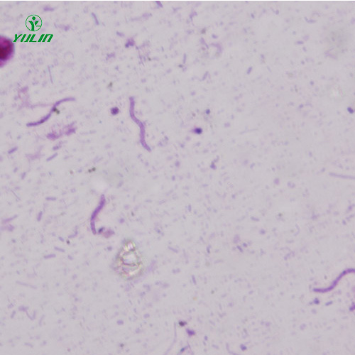 螺旋菌生物显微实验标本片