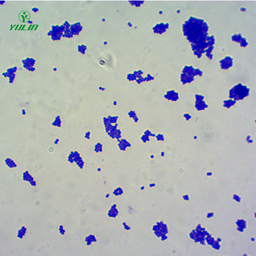 球菌生物显微实验玻片