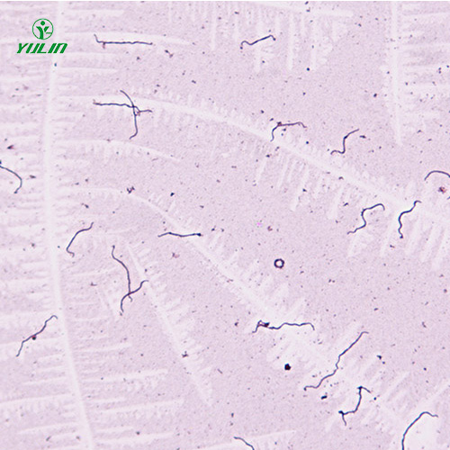 细菌、真菌类生物标本片