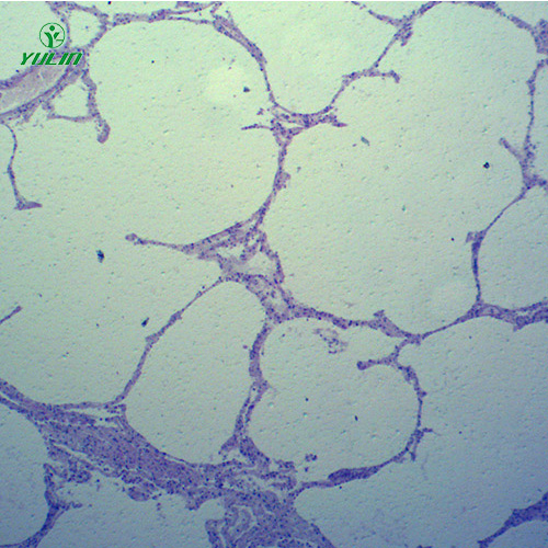动物病理学心血管及呼吸系统疾病切片