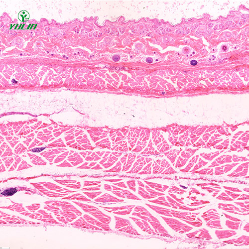 哺乳类动物显微实验玻片