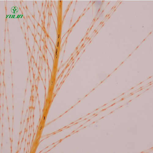 各种鸟类生物玻片