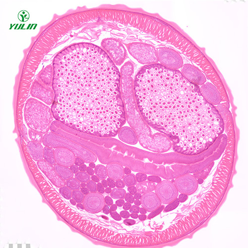 线虫动物生物学实验切片