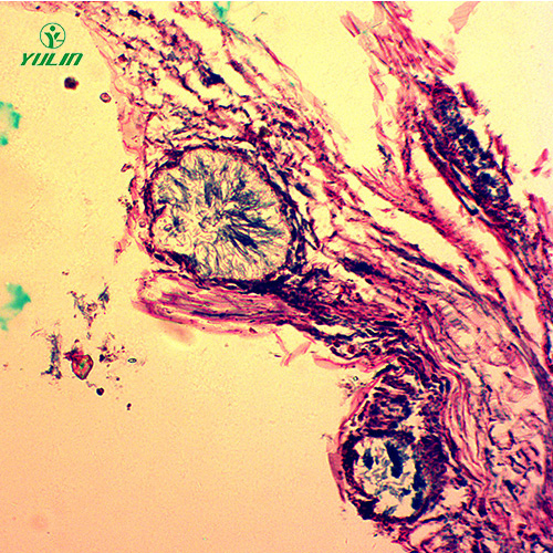 观赏植物病害标本片