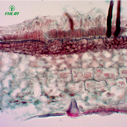 果树病害标本片