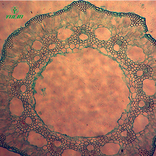 葫芦科植物病害切片