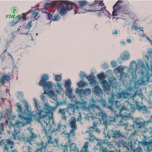 十字花科植物病害标本片