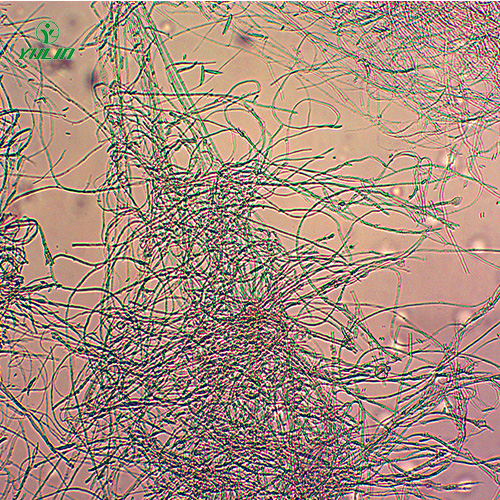 棉麻植物病害标本片
