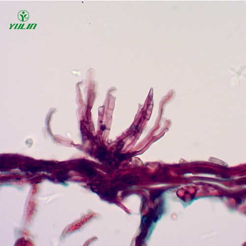 油料作物病害标本片
