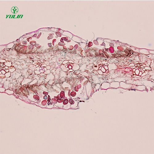 鞭毛菌植物病理实验切片