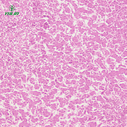 动物细胞、组织损伤及修复病理玻片