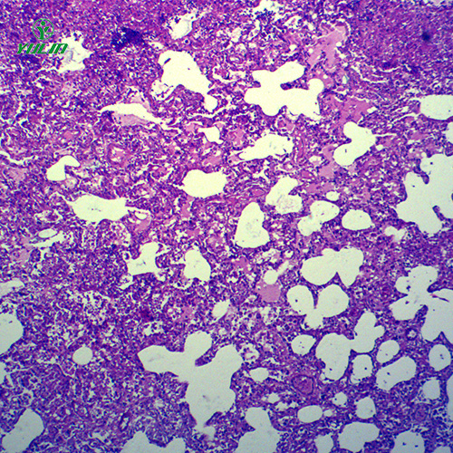 动物病理学炎症类切片