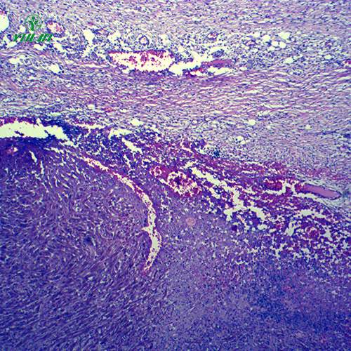 动物病理学肿瘤类切片