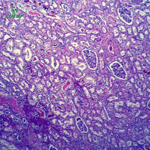 动物病理学局部血液循环切片