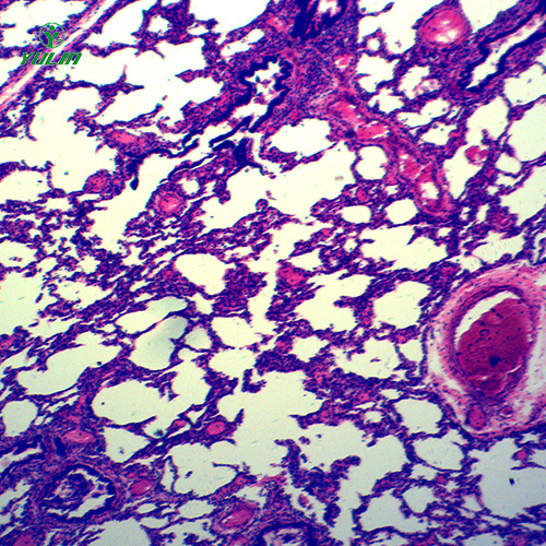 循环系统浸制标本