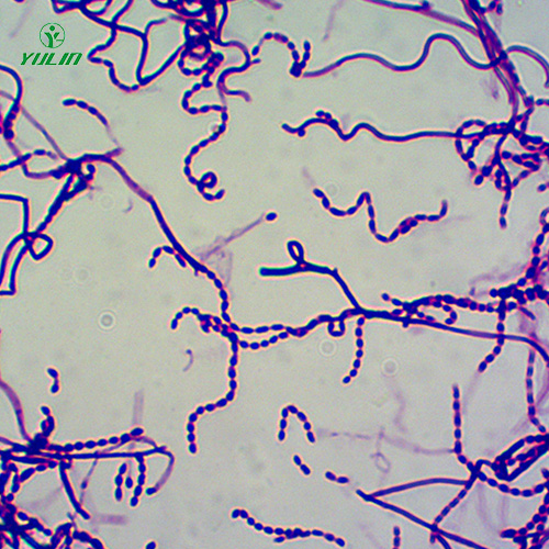 放线菌生物玻片