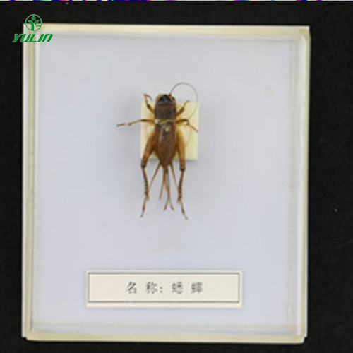 益虫标本20种