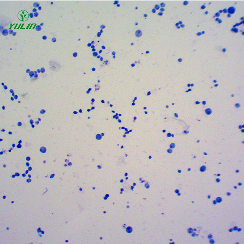 医学原虫鞭毛虫生物实验切片