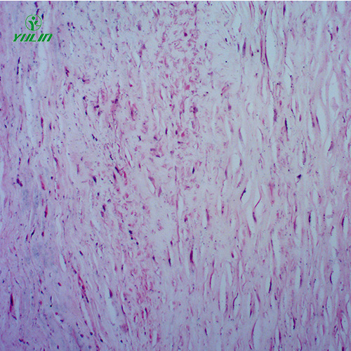 人体心血管及呼吸系统疾病玻璃玻片