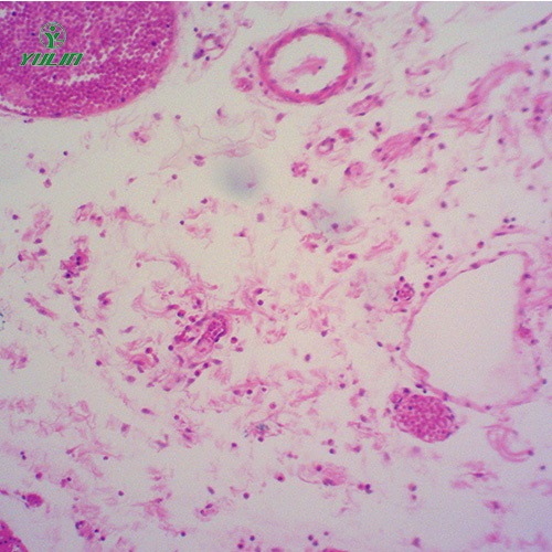 组织学结缔组织实验玻片