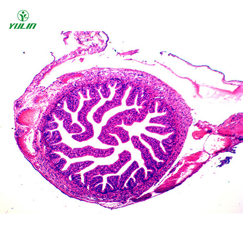人体组织学上皮组织生物玻片