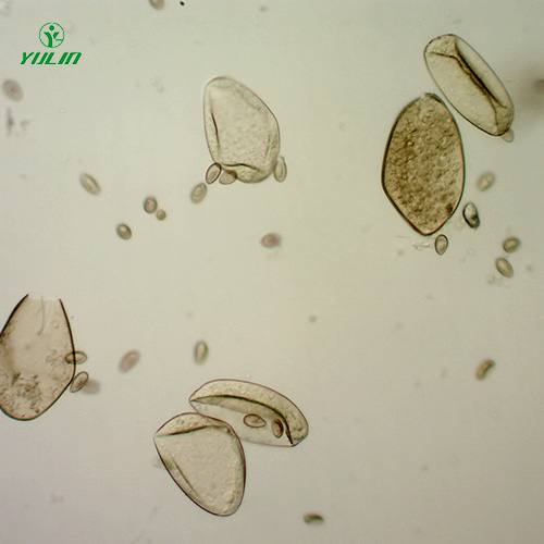 植物线虫学玻片