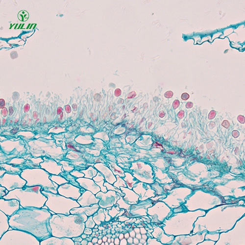 担子菌、半知菌植物病理玻片