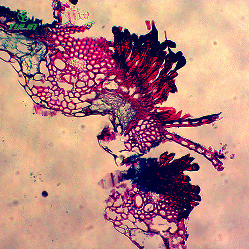 水稻、麦类植物病害玻片