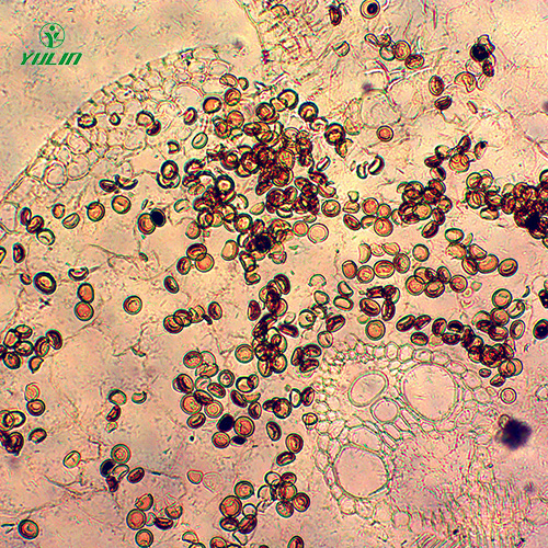 杂粮薯类植物病害生物玻片